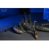 Alien Romulus: Suspended Lab Xenomorph XX121 Deluxe Action Alien Romulus: Suspended Lab Xenomorph XX121 Deluxe Action